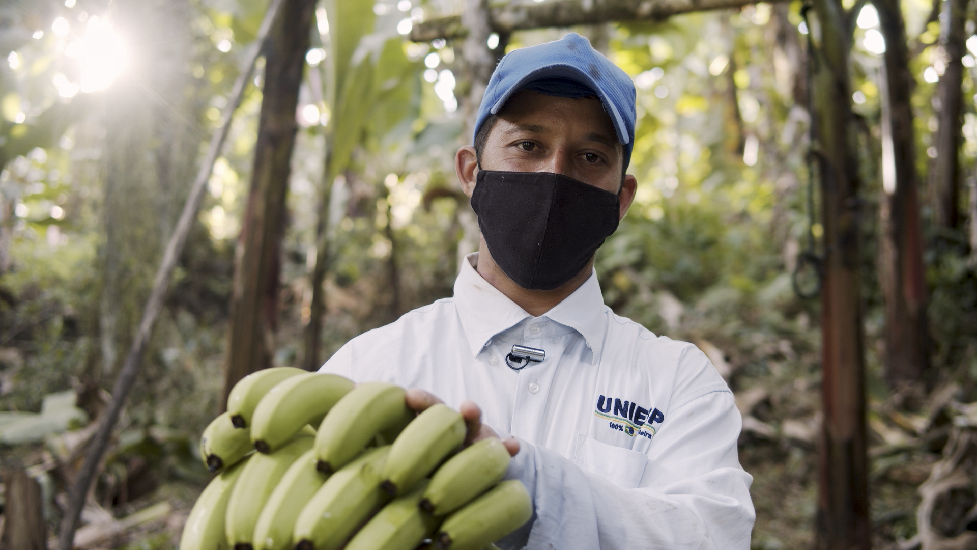 Adán Pereira, de Quilombo Sapatu, cosecha banano en su huerta para la distribución de alimentos orgánicos|Manoela Meyer/ISA