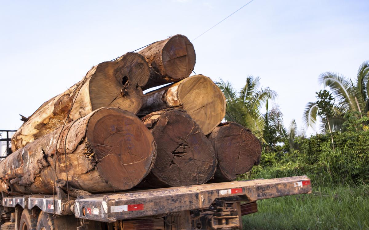 Transporte de desmatamento ilegal na estrada que liga Uruará ao porto Maribel, no rio Iriri (PA), muito utilizada para escoamento de madeira retirada ilegalmente, especialmente da Terra Indígena Cachoeira Seca do Iriri