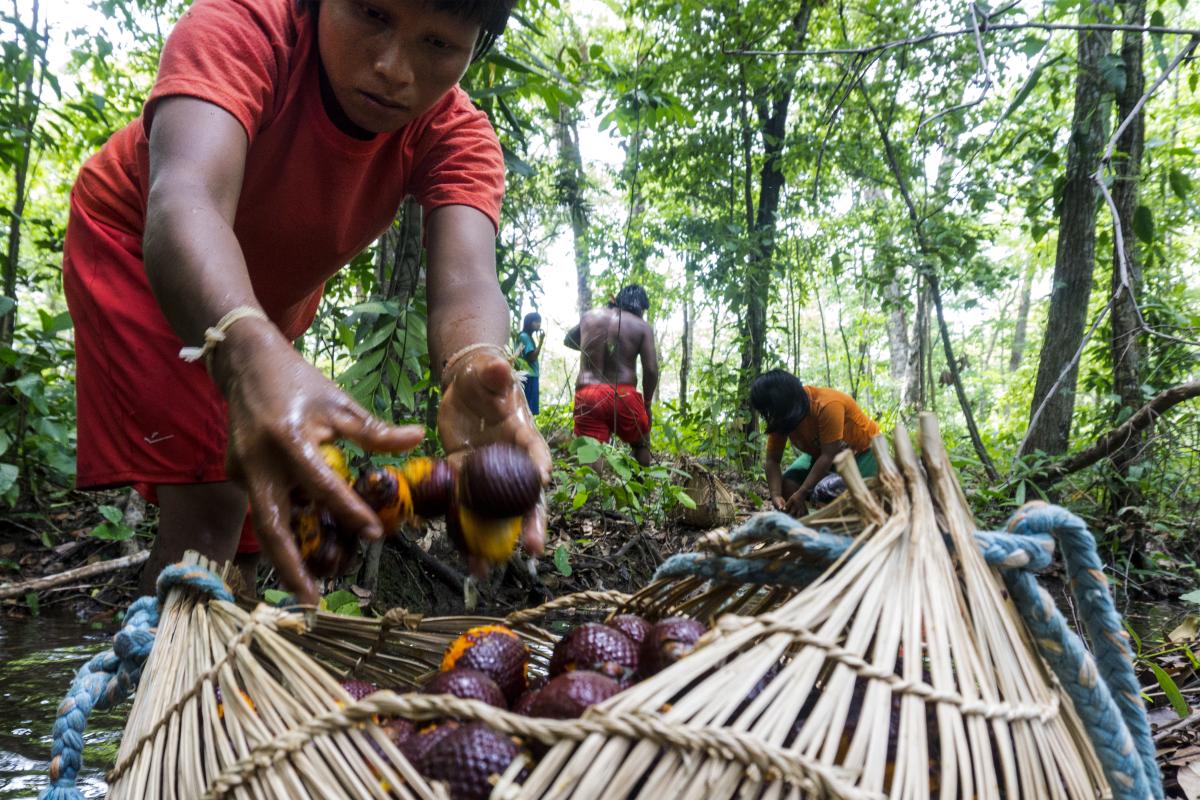 A expectativa é que Pró-Sociobio estimule a produção da economia da floresta. Colheita do Buriti por xavante, Terra Indígena Pimentel Barbosa (MT) | Rogério Assis / ISA
