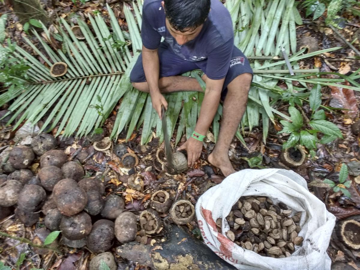 Organizações extrativistas dos segmentos socioprodutivos da castanha, borracha, pirarucu, e pesca artesanal participam da mobilização
