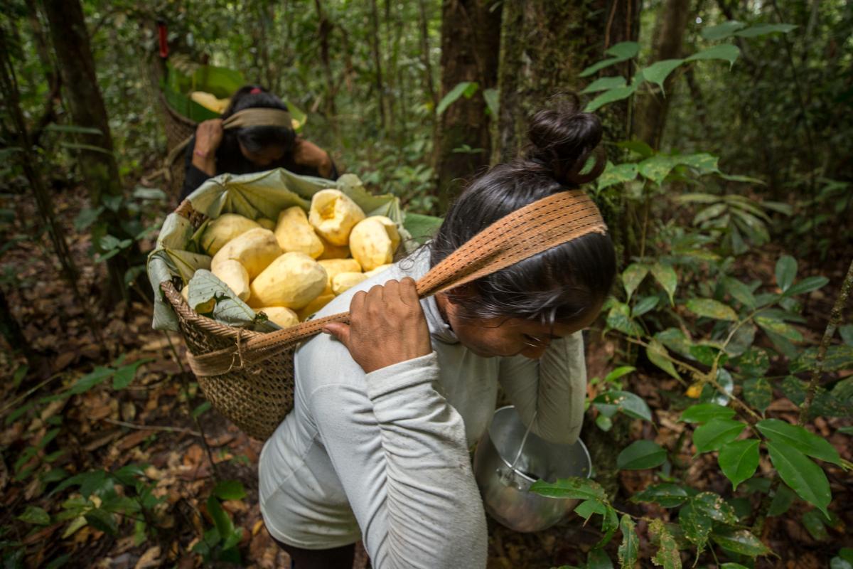 Roça em meio à floresta: sistema agrícola e de saberes indígenas promove fartura e, ao mesmo, protege o meio ambiente