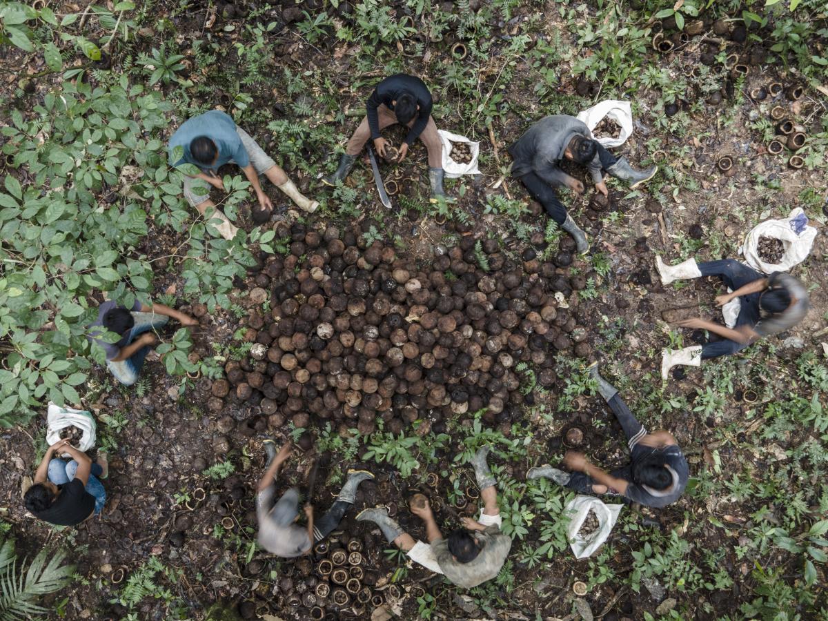 Imagem aérea de indígenas no manejo da castanha