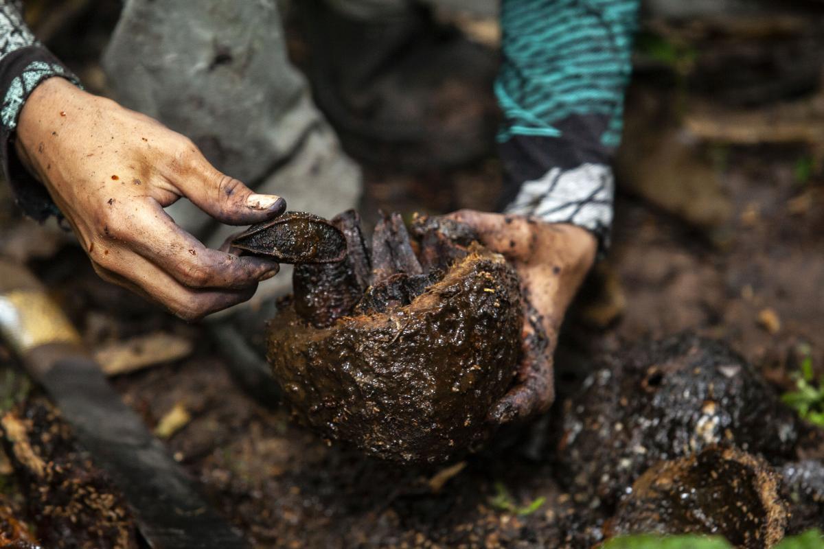 Imagem mostra ouriço de castanha recém aberto