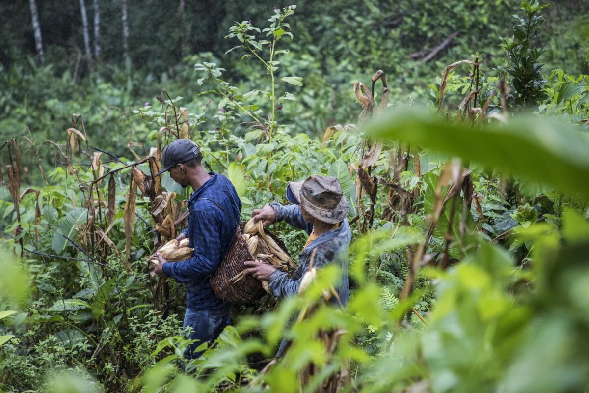 Urias Morato com o filho Eulisses Morato, num puxirão em sua roça de milho, Quilombo São Pedro